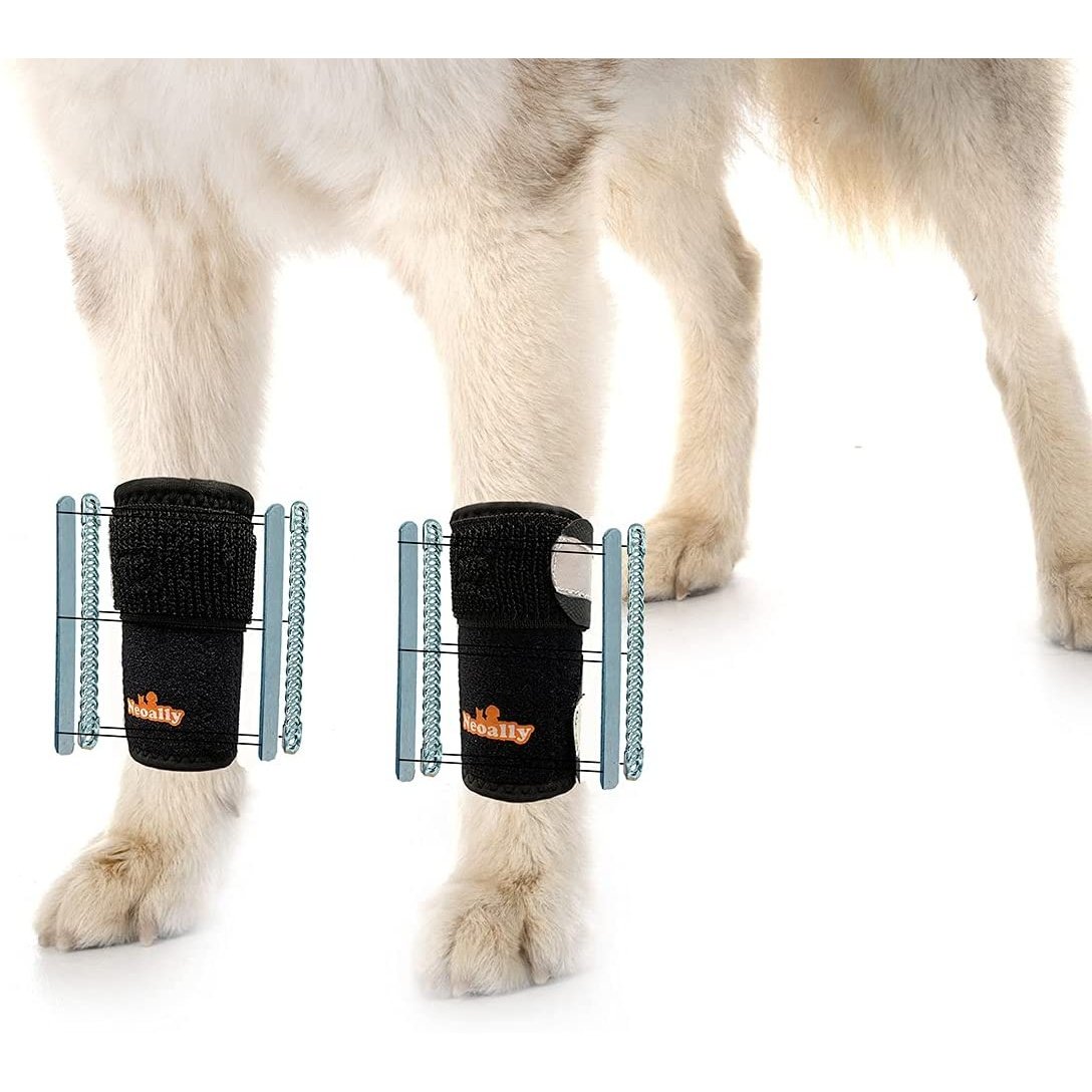 Dog wearing black paw protectors on a white background
