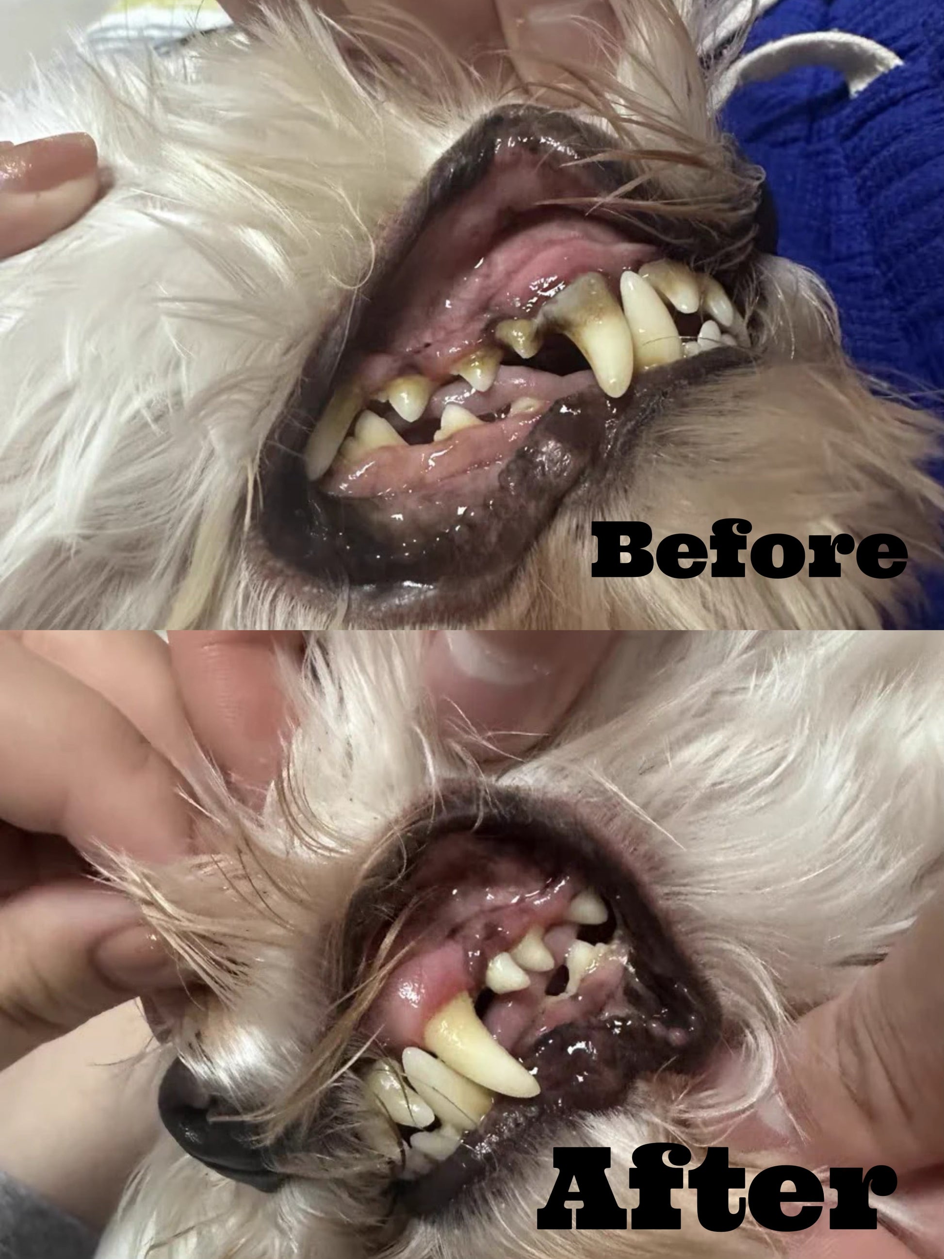 Before and after comparison of a dog's mouth with visible dental issues.