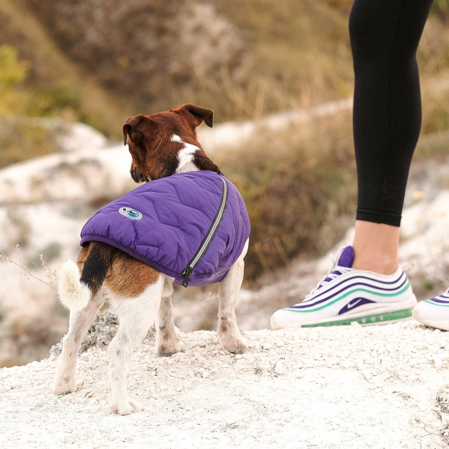 Dog wearing a purple coat standing on a rocky surface with a person's legs in the background.