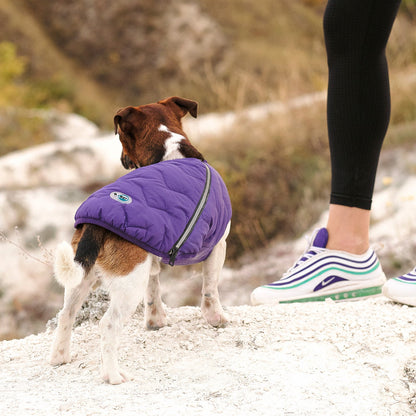 Dog wearing a purple coat standing on a rocky surface with a person's legs in the background.