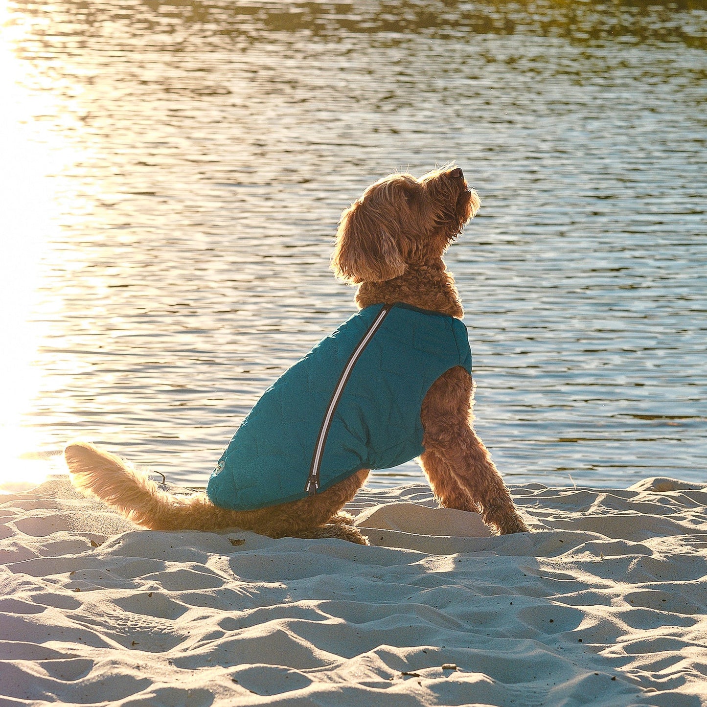 Dog in a blue jacket sitting on a sandy beach with water in the background