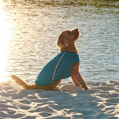 Dog in a blue jacket sitting on a sandy beach with water in the background