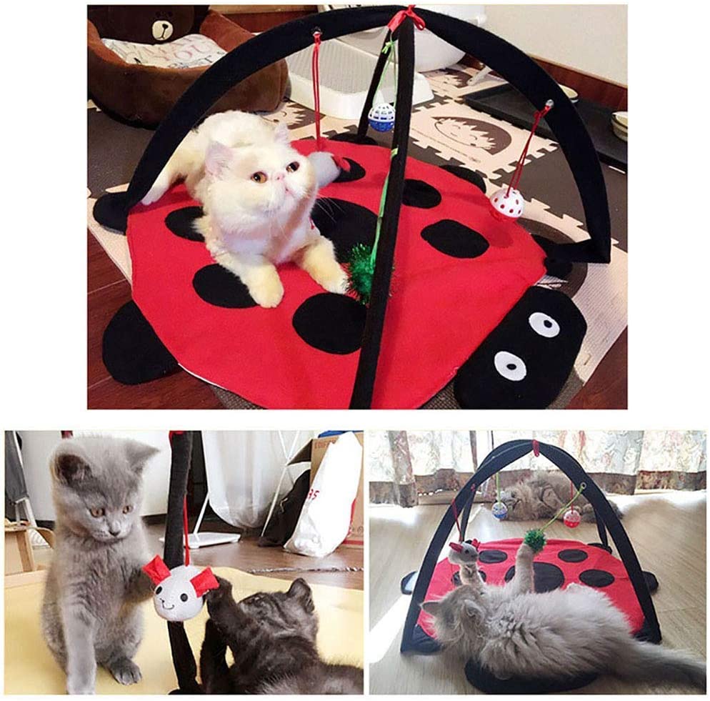Cat playing with a ladybug-shaped toy on a wooden floor.