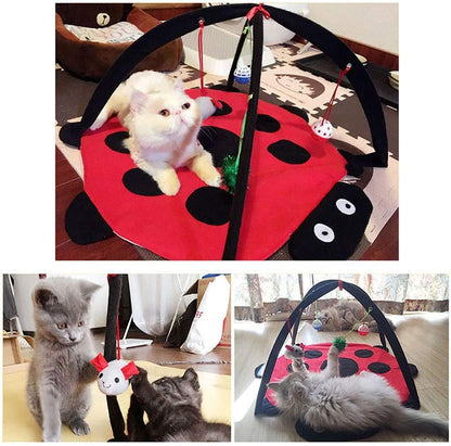 Cat playing with a ladybug-shaped toy on a wooden floor.