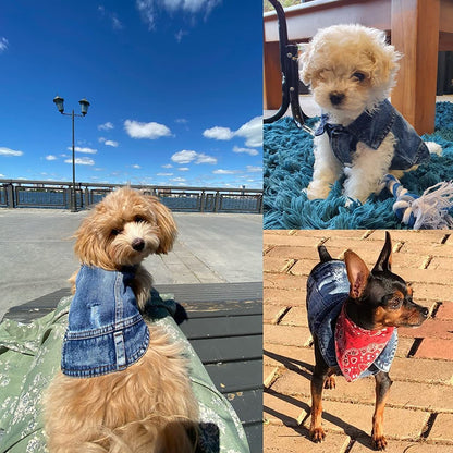 Three images of dogs wearing denim outfits in various settings.
