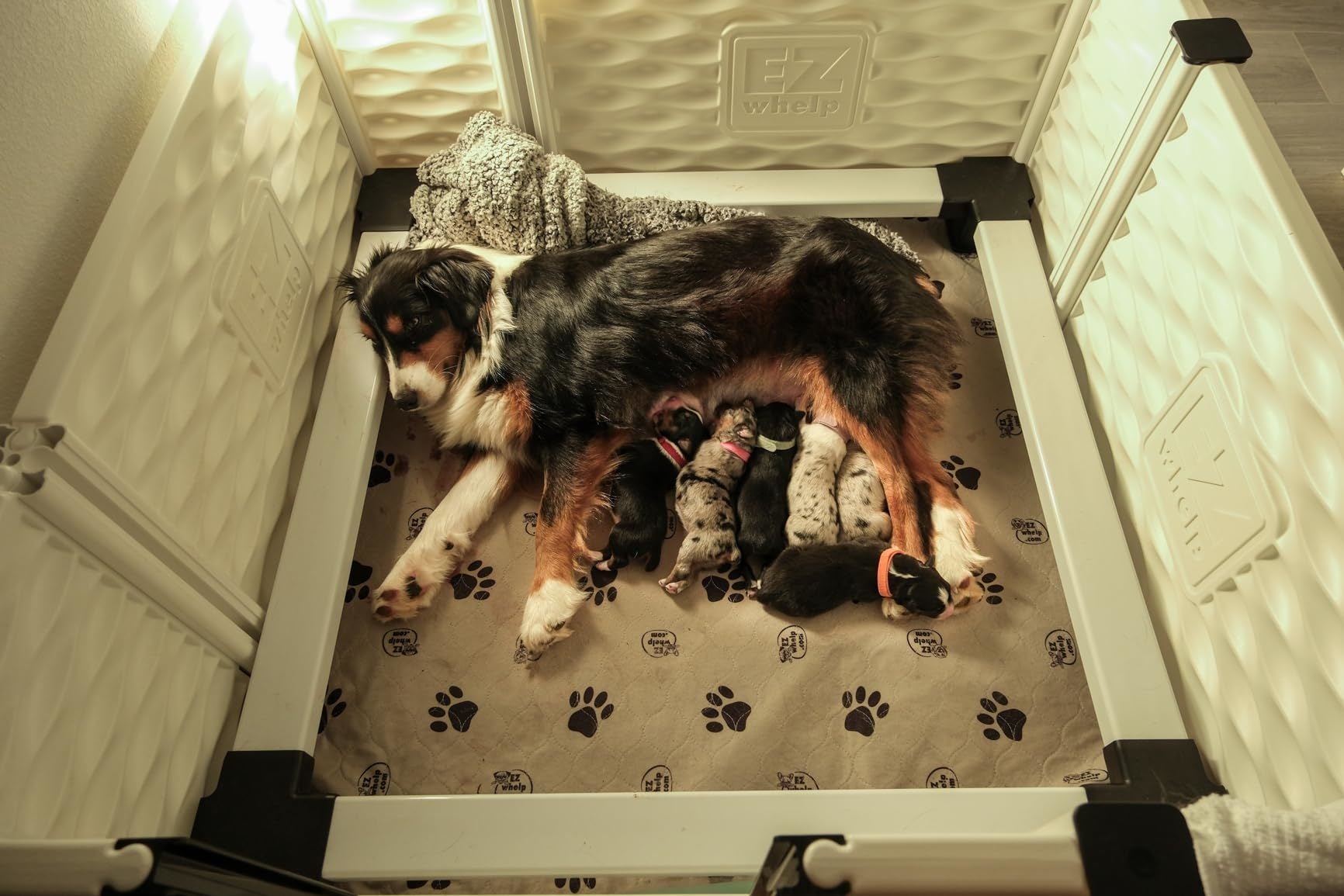 Dog lying on a mat inside a pet carrier with puppies.