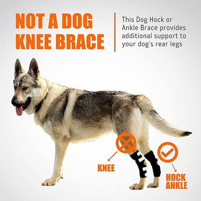 Dog wearing a hock brace with text explaining it's for hock and ankle support, not knee.