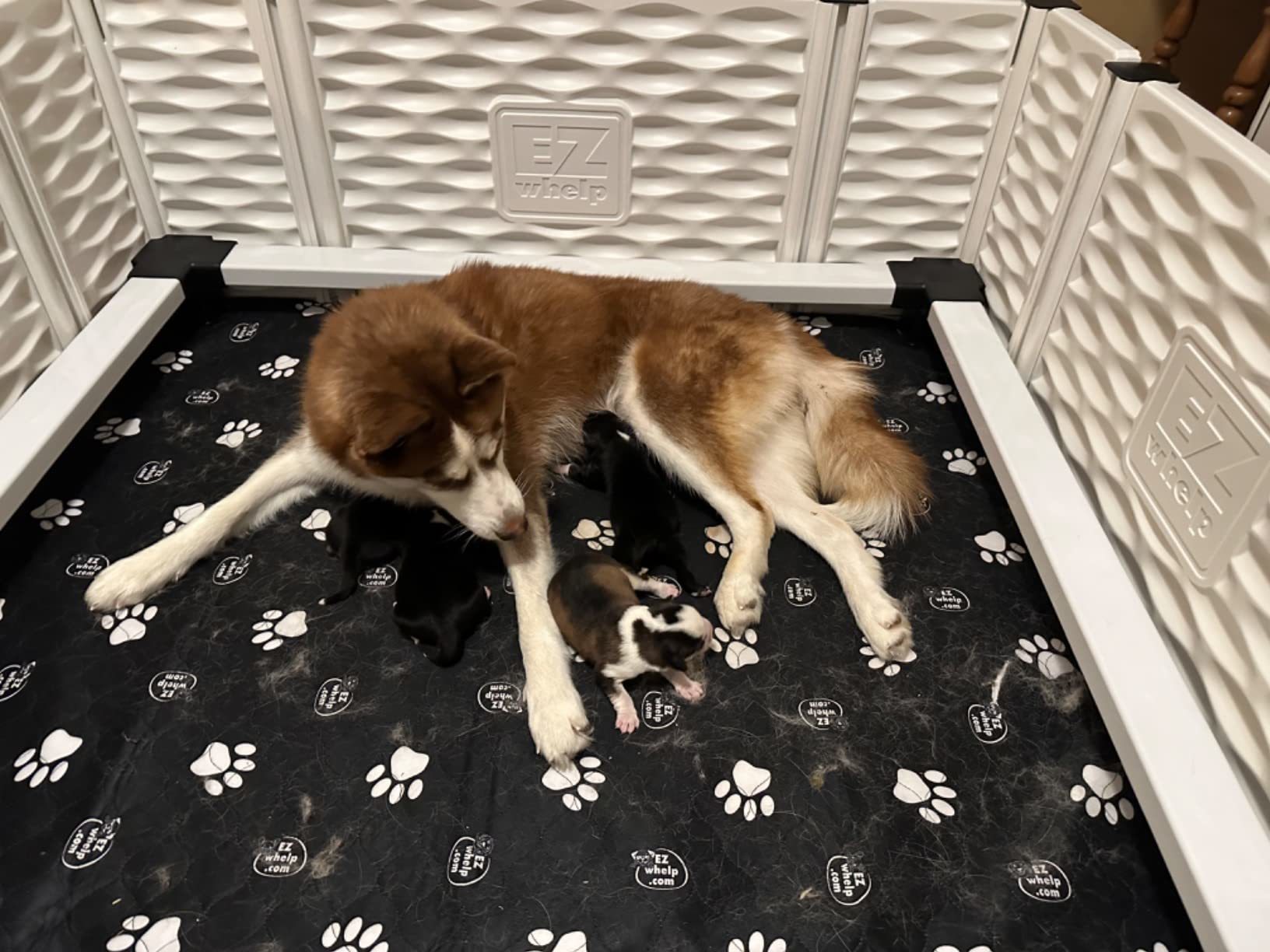 Two dogs inside a pet playpen with a branded mat.