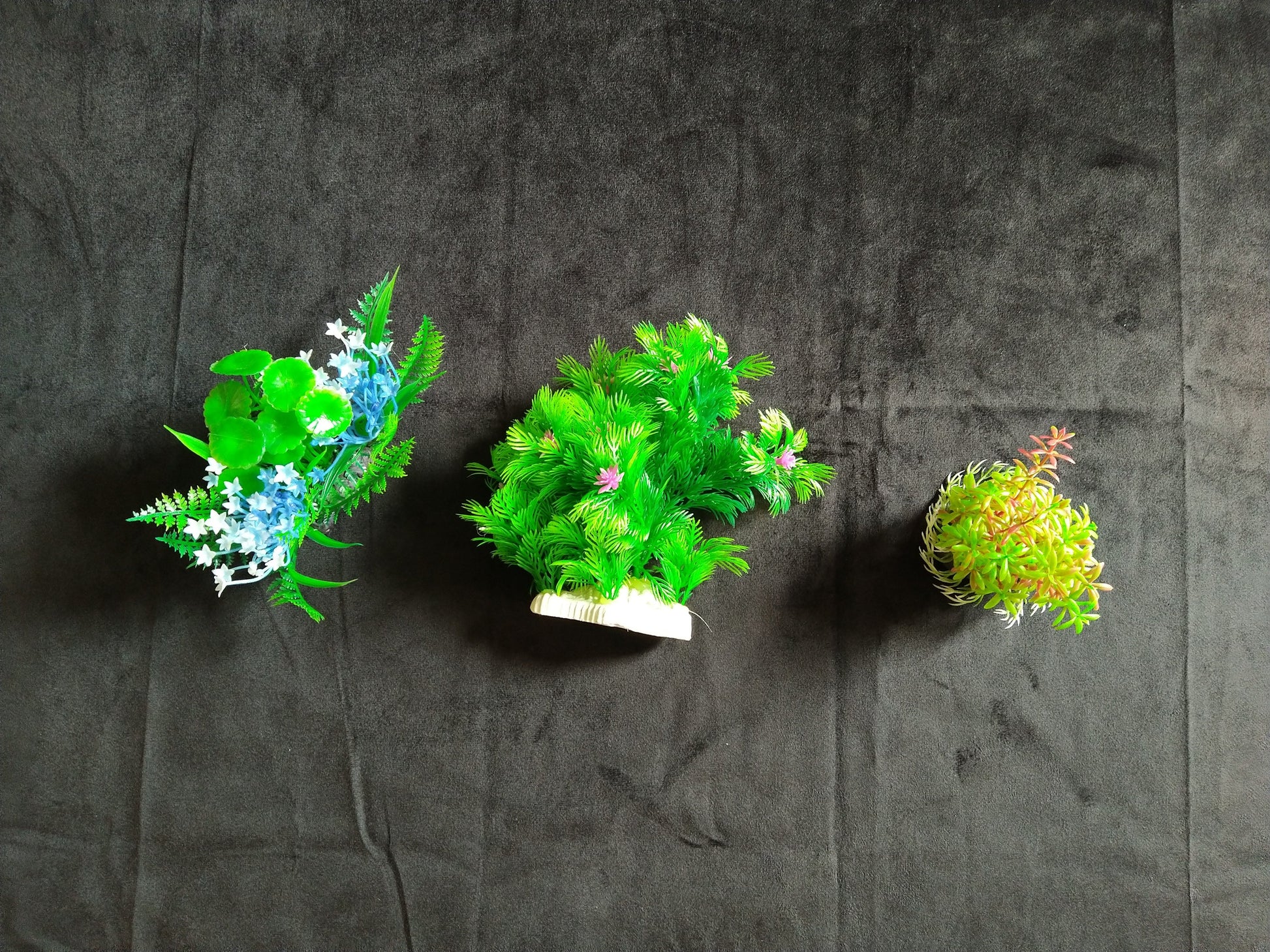 Three small potted plants on a dark gray background