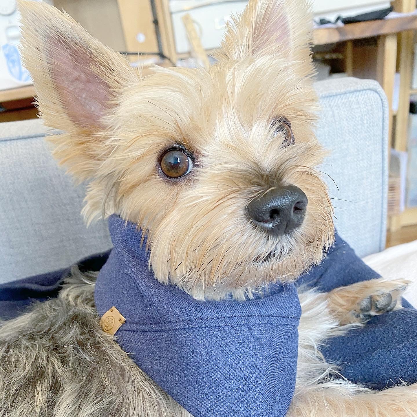 Small dog wearing a blue sweater indoors