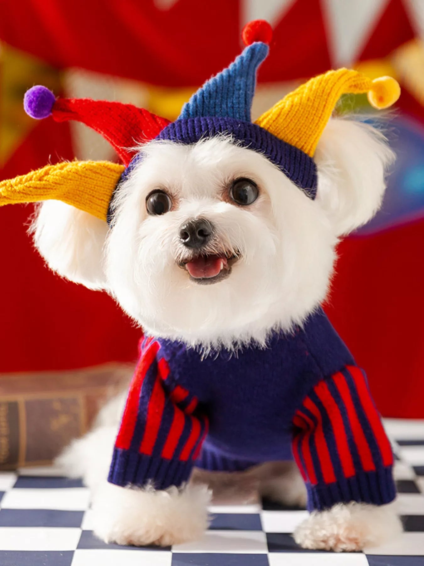 Small white dog wearing a colorful jester hat and outfit on a checkered floor with balloons in the background.