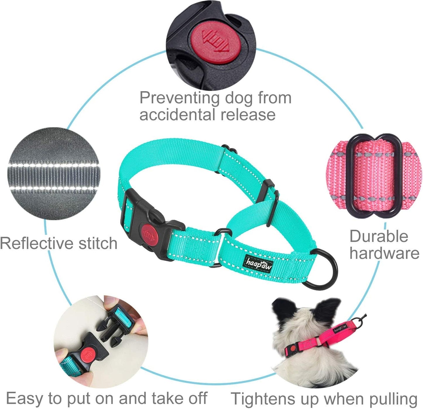 Dog collar with features highlighted on a white background
