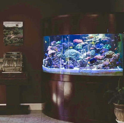 440 Gallon Glass Corner Reef-Ready Aquarium in Rose Cherry