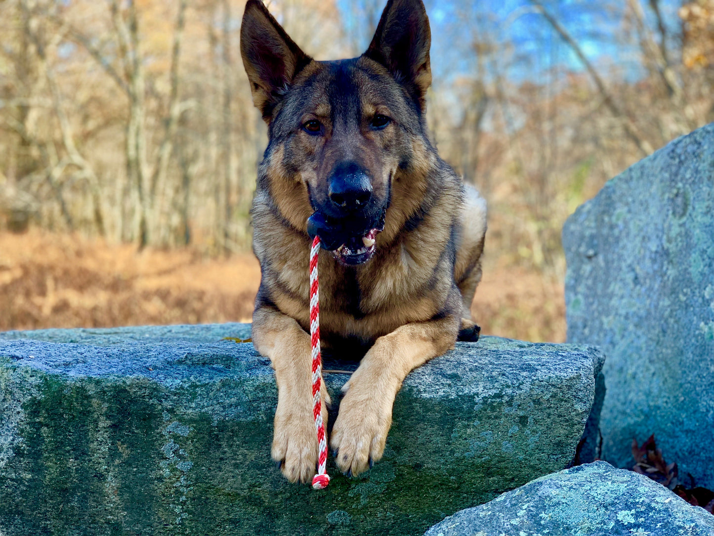 German Shepherd dog with a red and white rope toy on a stone wall outdoors.