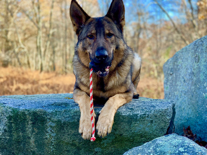 German Shepherd dog with a red and white rope toy on a stone wall outdoors.