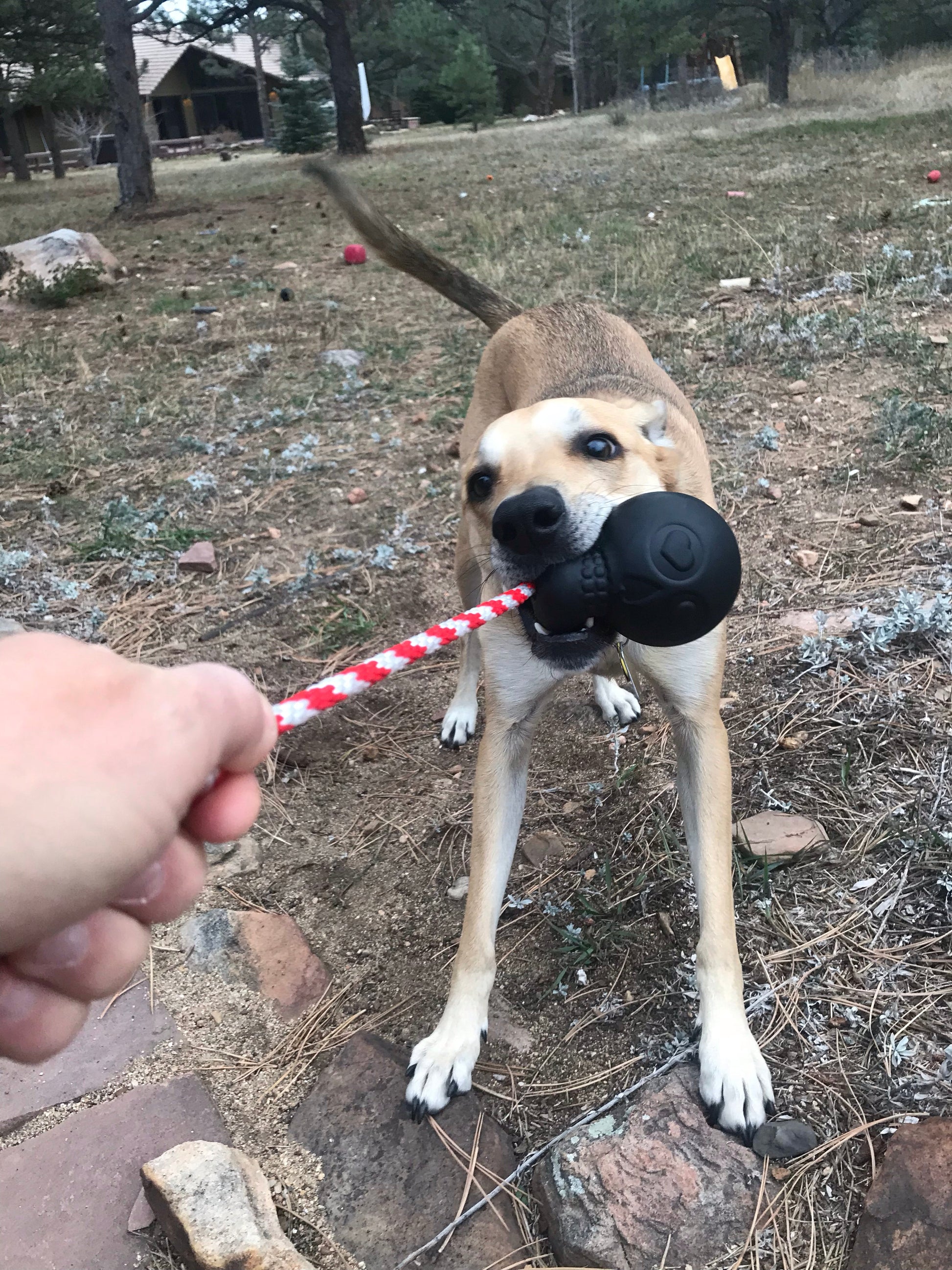 Dog playing with a black object on a leash in an outdoor setting