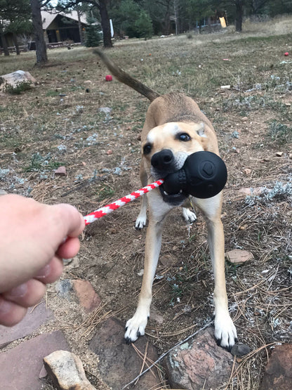 Dog playing with a black object on a leash in an outdoor setting