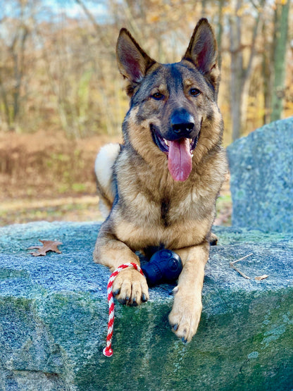 Dog sitting on a rock with a toy, surrounded by trees and natural scenery