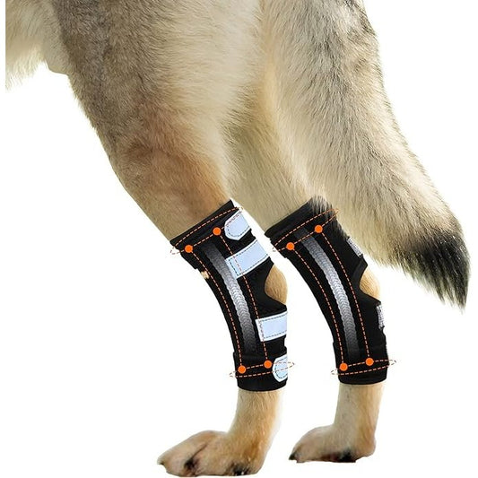 Dog wearing black knee brace on a white background