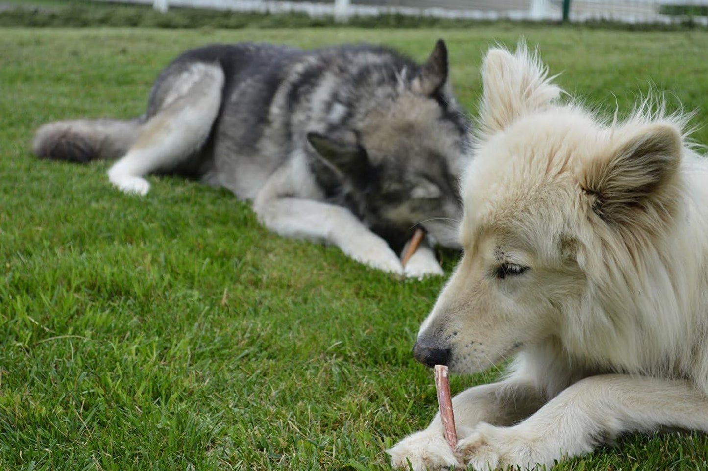 Two dogs, one gray and one white, lying on grass and interacting with a stick.