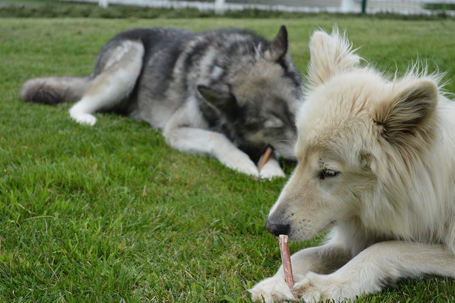 Two dogs, one gray and one white, lying on grass and interacting with a stick.