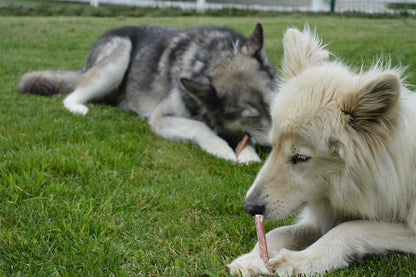 Two dogs, one gray and one white, lying on grass and interacting with a stick.