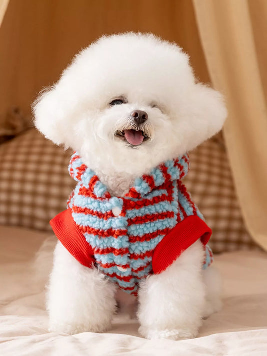 Small white dog wearing a red and blue striped sweater on a soft surface.