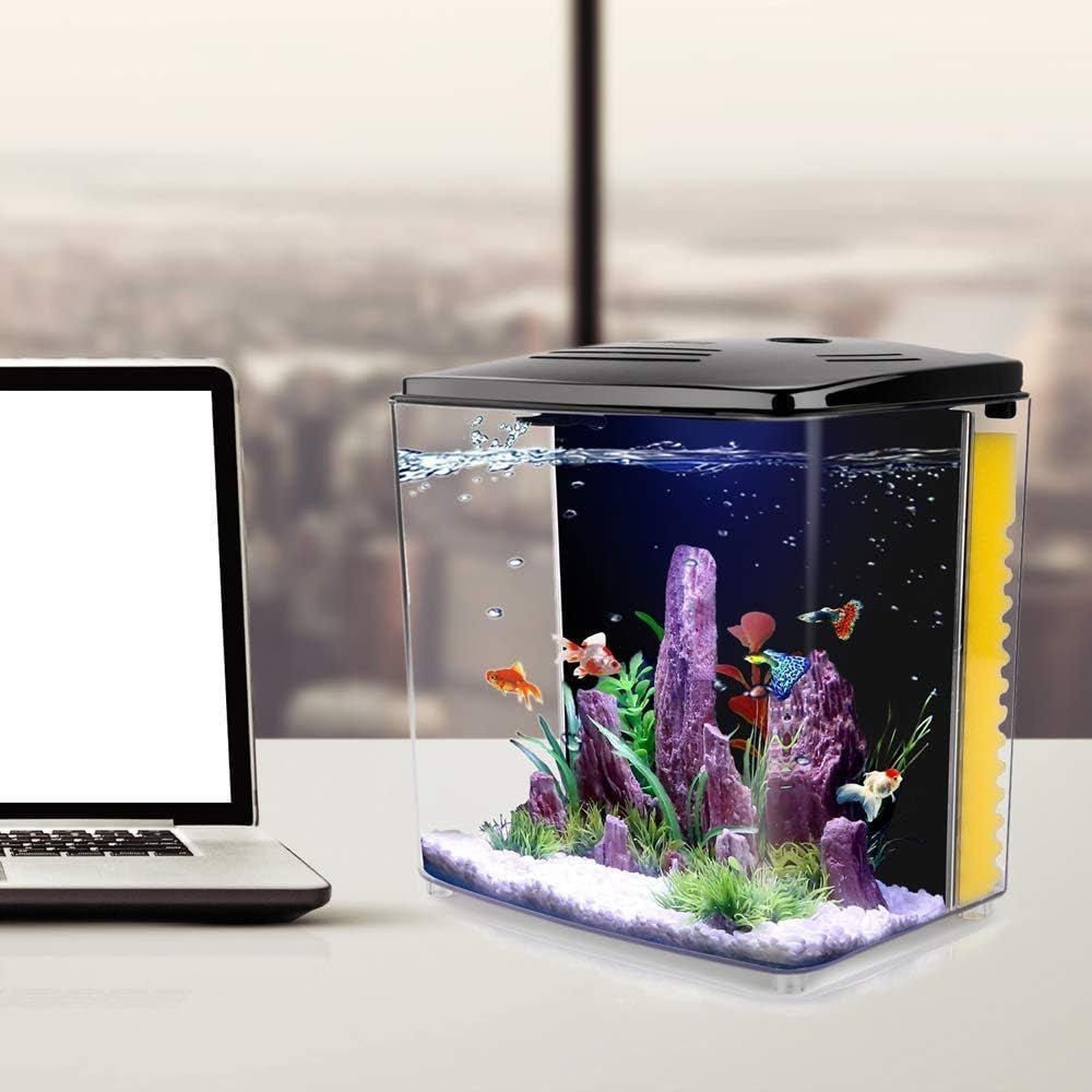 Small aquarium with fish on a desk next to a laptop