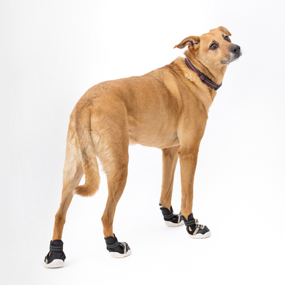 Dog wearing black shoes on a white background