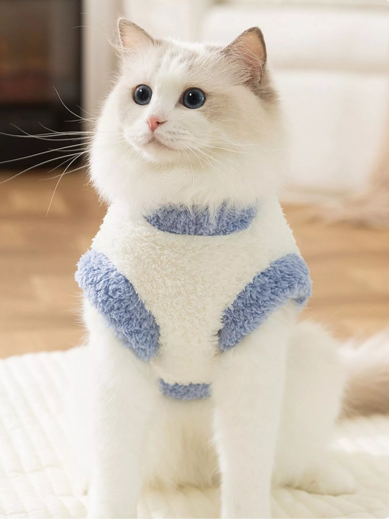 White cat wearing a blue sweater with fluffy texture