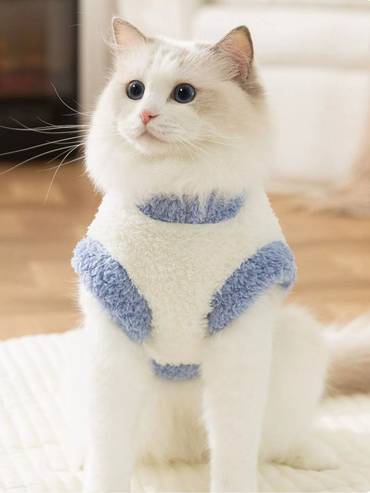 White cat wearing a blue sweater with fluffy texture