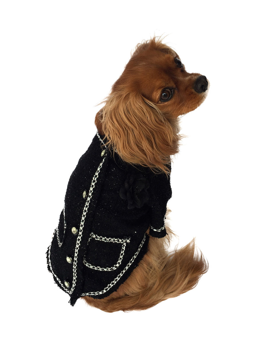 Dog wearing a black coat with chain details on a white background
