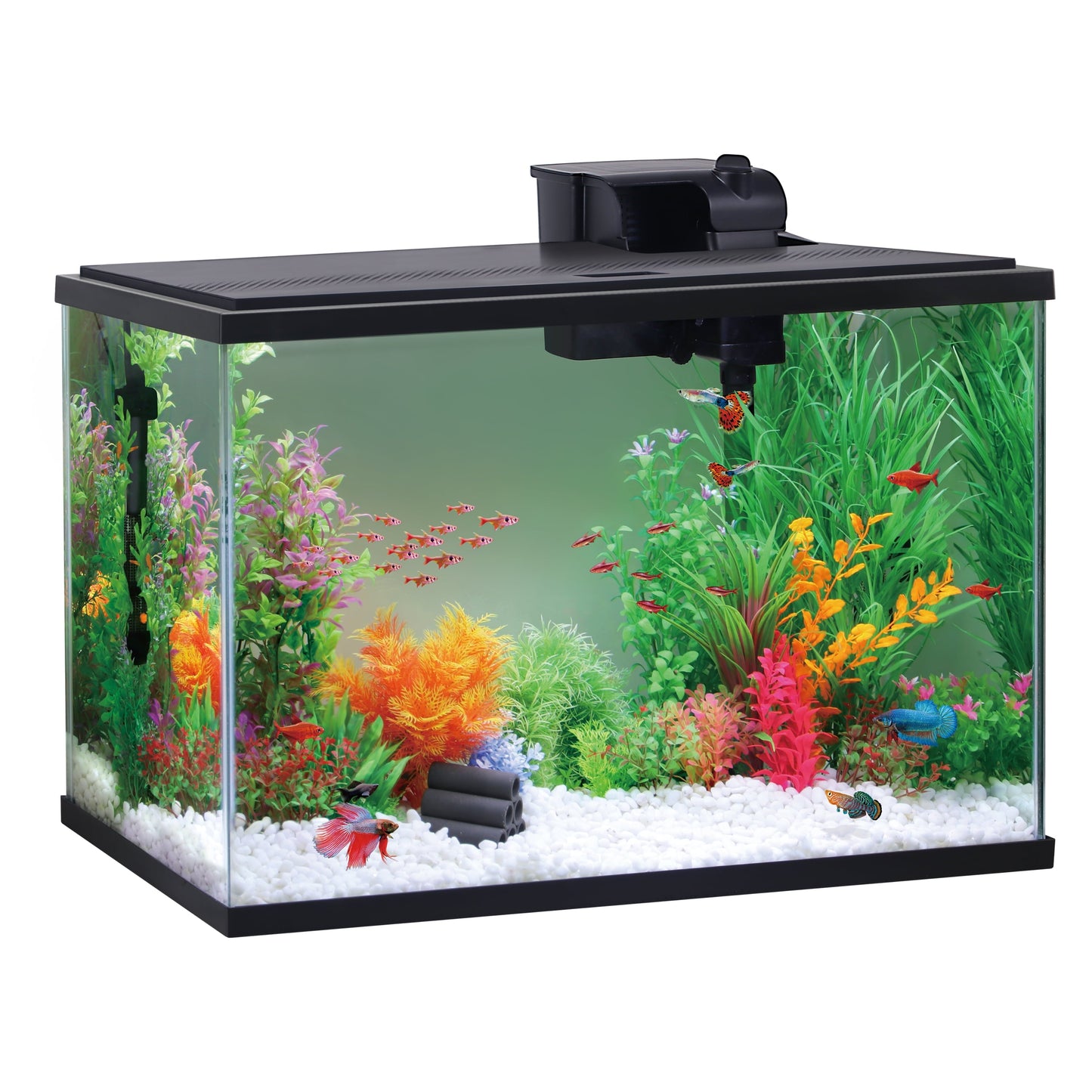 Fish tank with colorful plants and fish on a white background