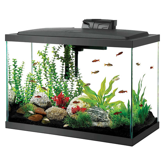 Fish tank with plants, rocks, and fish on a white background