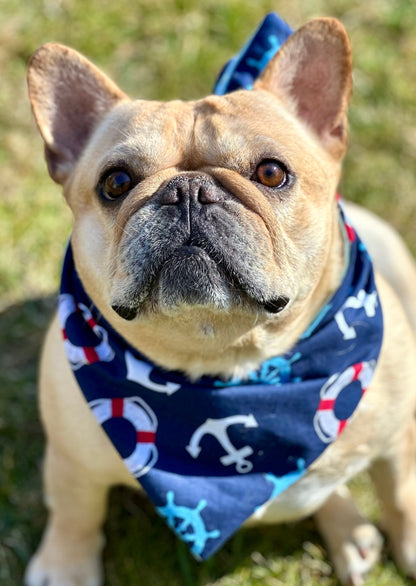 Dog wearing a blue bandana with anchor patterns on grass
