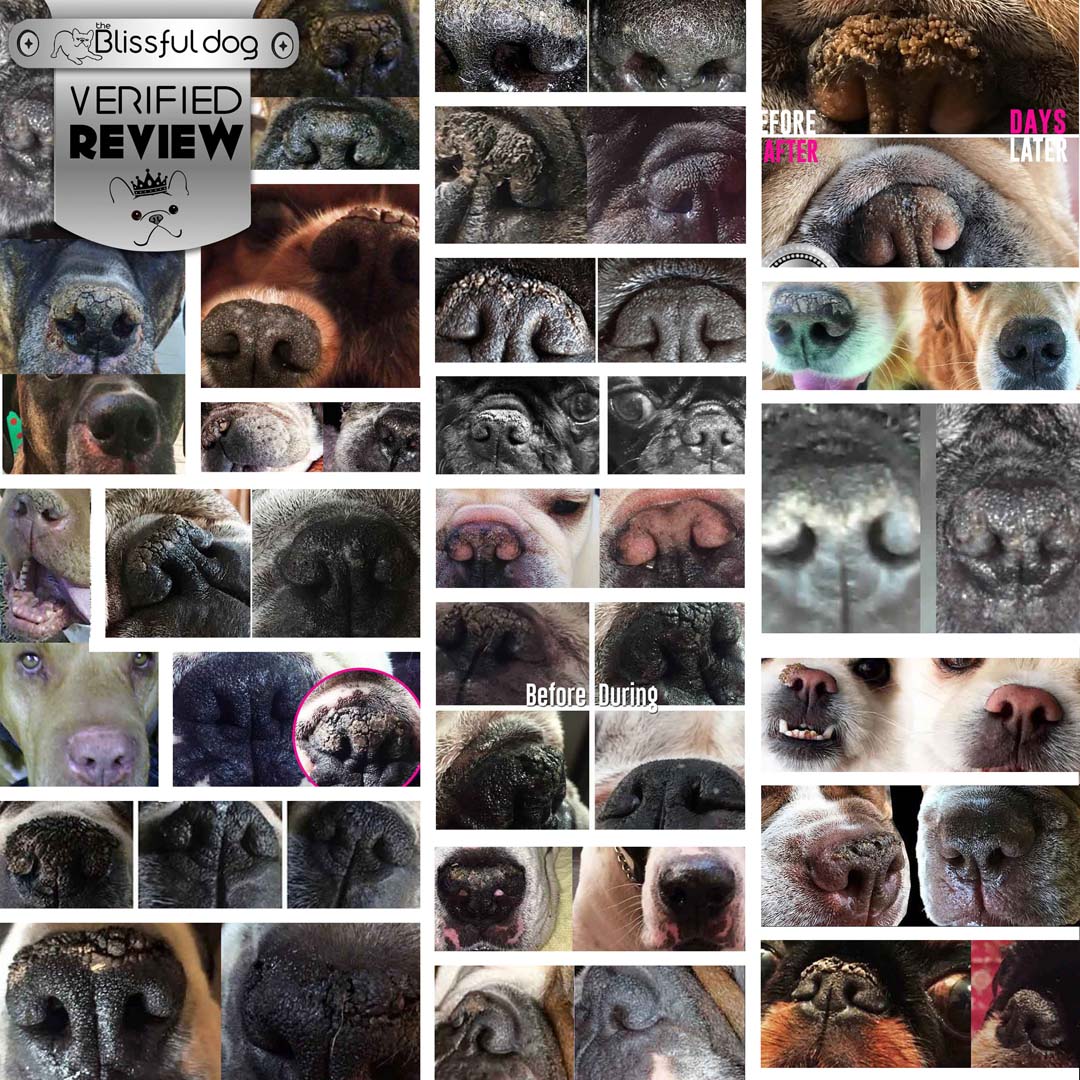 Collage of dog noses with a 'Blissful Dog' verified review badge.