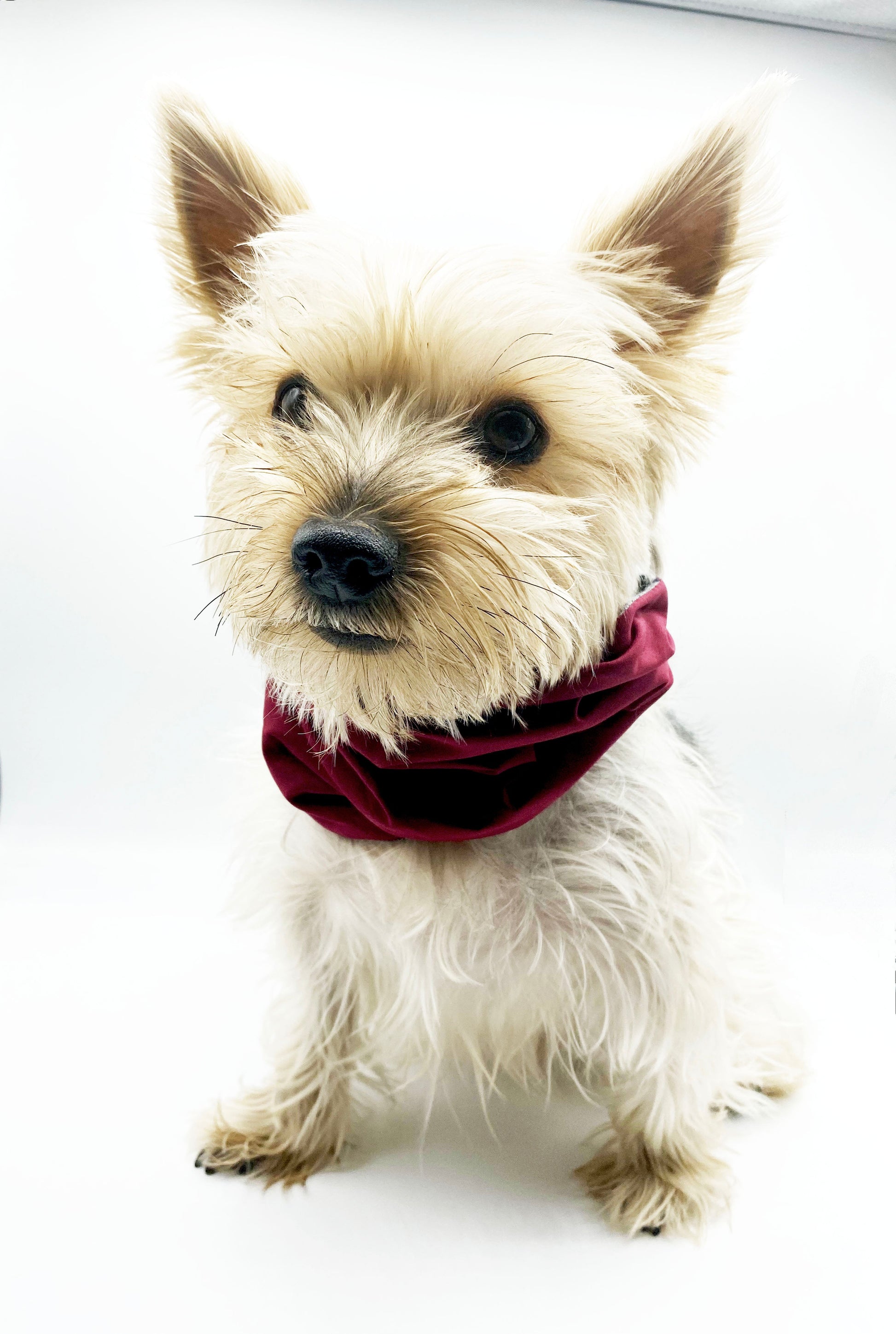 Small white dog wearing a red bandana on a white background