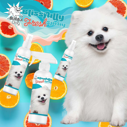 White dog with Blissfully Fresh spray bottles and orange slices on a blue background