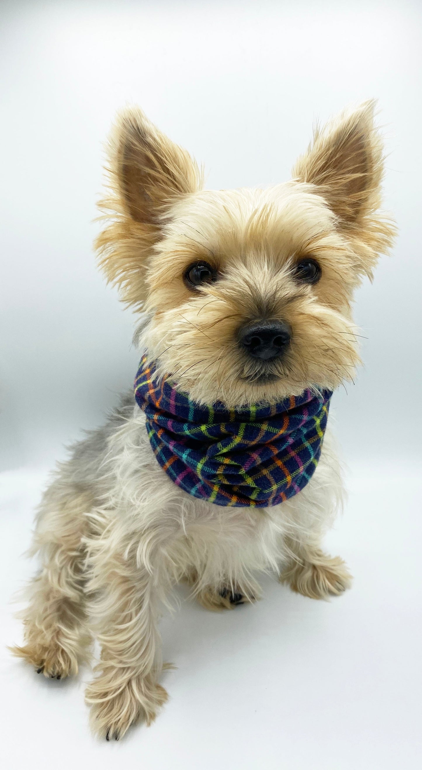 Small dog wearing a colorful bandana on a white background