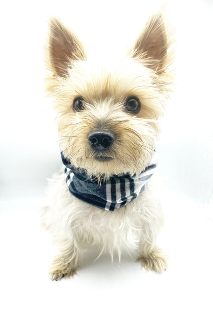 Small dog wearing a checkered scarf on a white background