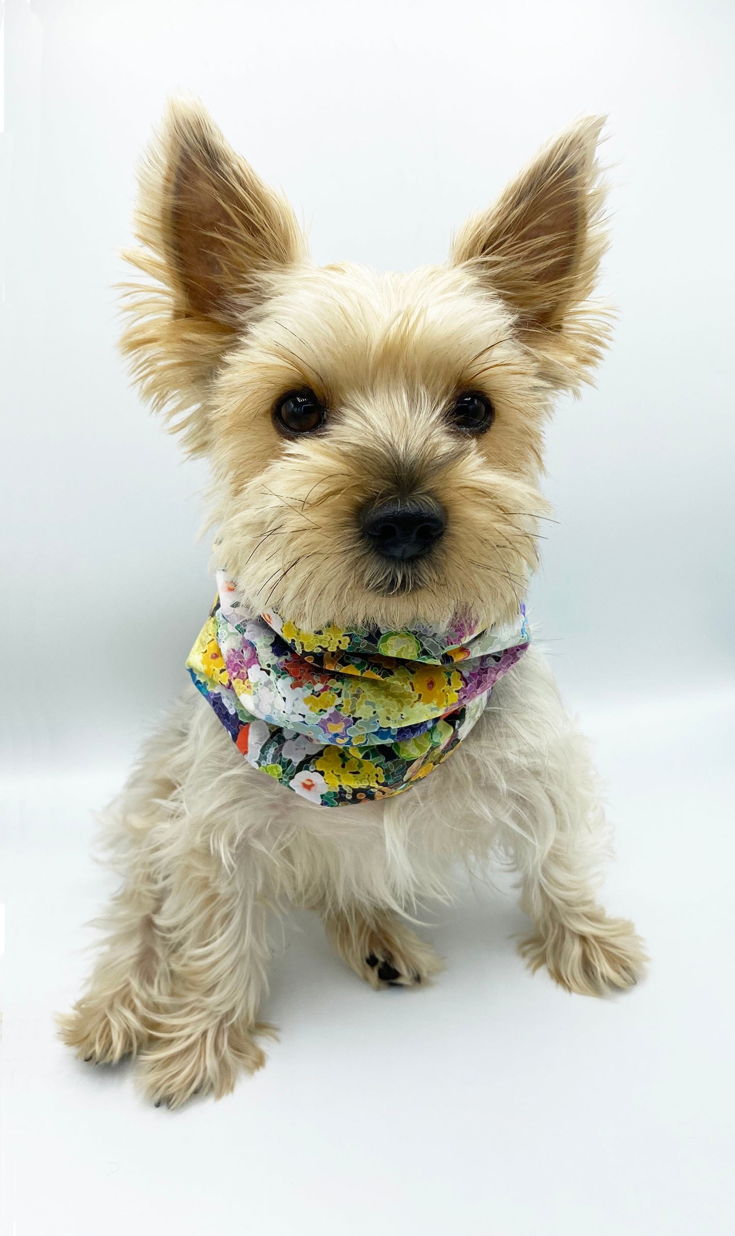 Small dog wearing a colorful bandana on a white background