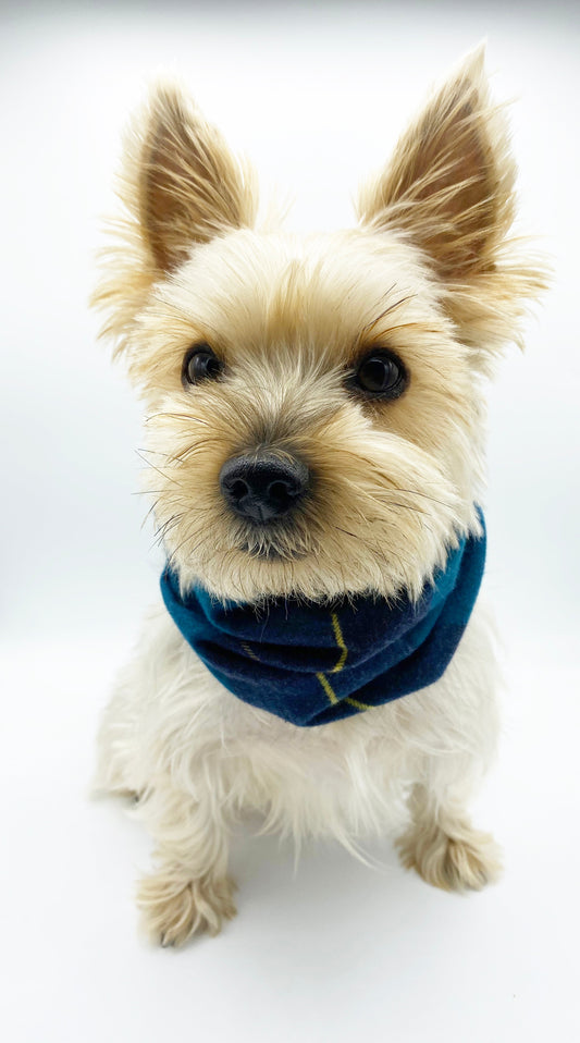 Small dog wearing a blue scarf on a white background