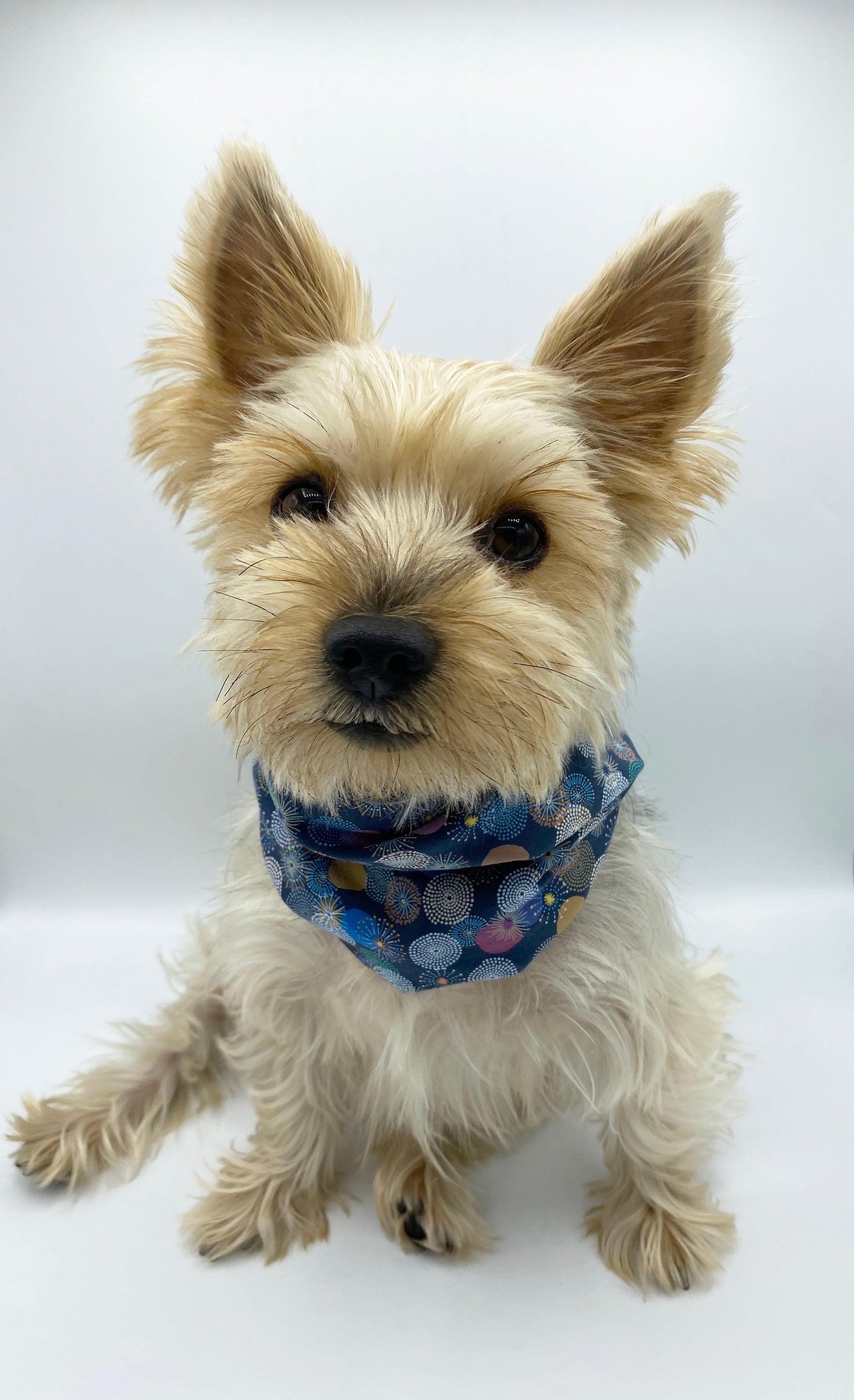 Small dog wearing a blue bandana with colorful patterns on a white background