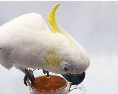 White parrot with a yellow crest drinking from a glass of brown liquid on a light gray background