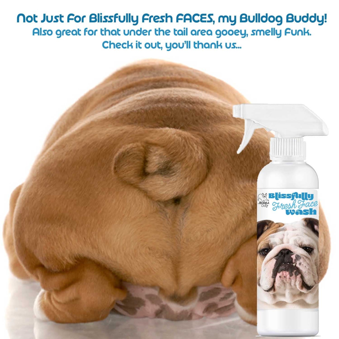 Bulldog with a bottle of Blissfully Fresh Face Wash on a white background