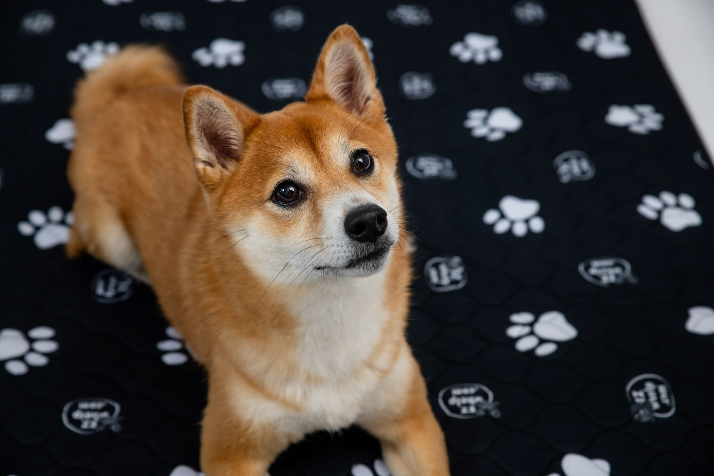 Dog sitting on a black blanket with white paw prints