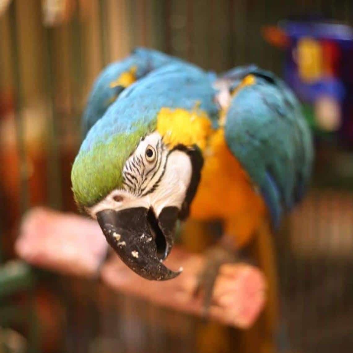 Close-up of a colorful parrot with a blurred background