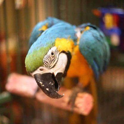 Close-up of a colorful parrot with a blurred background