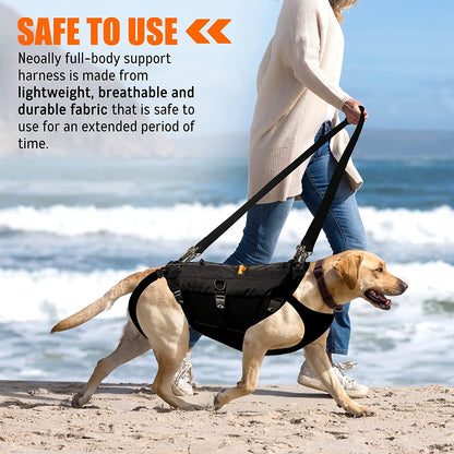 Dog walking on a beach with a harness, text about safety and material of the harness.