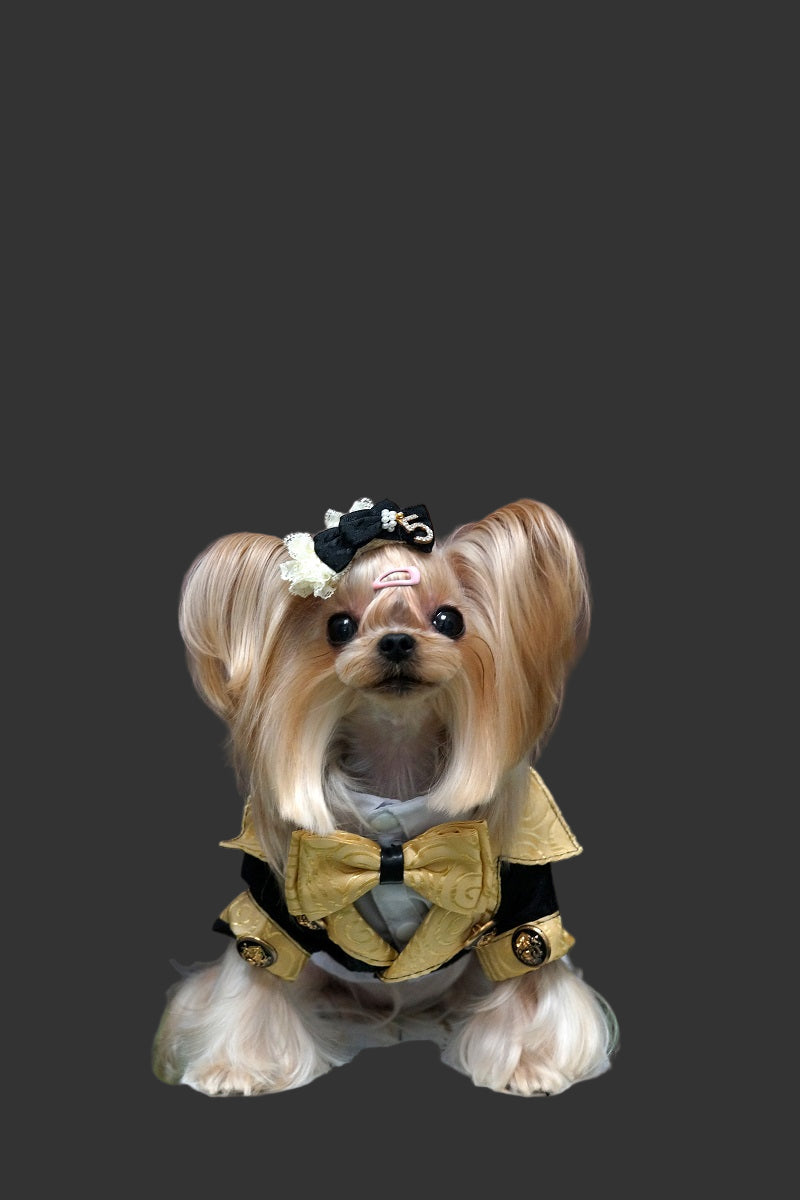 Small dog with a bow tie and decorative headband on a brown background